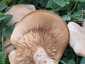 Márványos pereszke (Lepista panaeolus), Budai-hegység